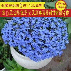 满15元包邮 六倍利种子 垂吊半边莲 翠蝶花蓝色 阳台吊兰花种子籽