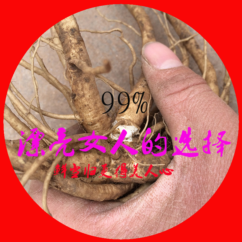 新鲜当归2016年甘肃特产全当归现拍现挖无硫无添加湿当归现货现卖
