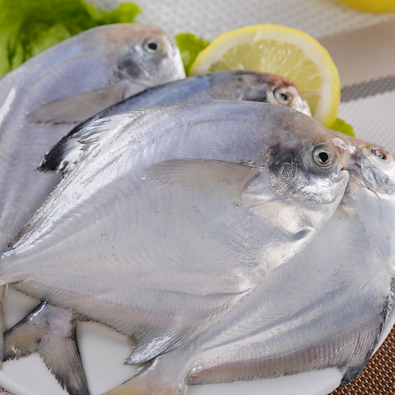 野生银鲳鱼 1斤约5条 东海银鲳鱼 镜鱼 鲳鱼 平鱼 新鲜海鲜 海鱼