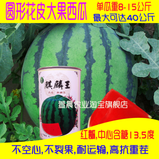 种子 麒麟王西瓜种子 少籽巨龙王西瓜种子高产包邮 京欣一号大西瓜