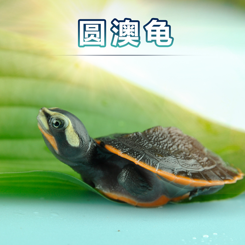 【呈宝龟】圆澳龟活体龟苗红腹龟宠物深水观赏大小乌龟东西锦剃刀