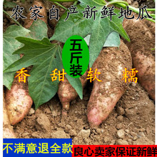 现挖新鲜番薯农家产新鲜地瓜红 蒙山红皮红心地瓜 天天特价
