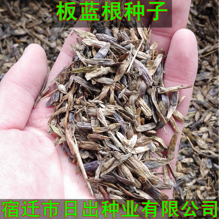 板蓝根种子  中药材种子 新采一级种子 日出种业专业种子