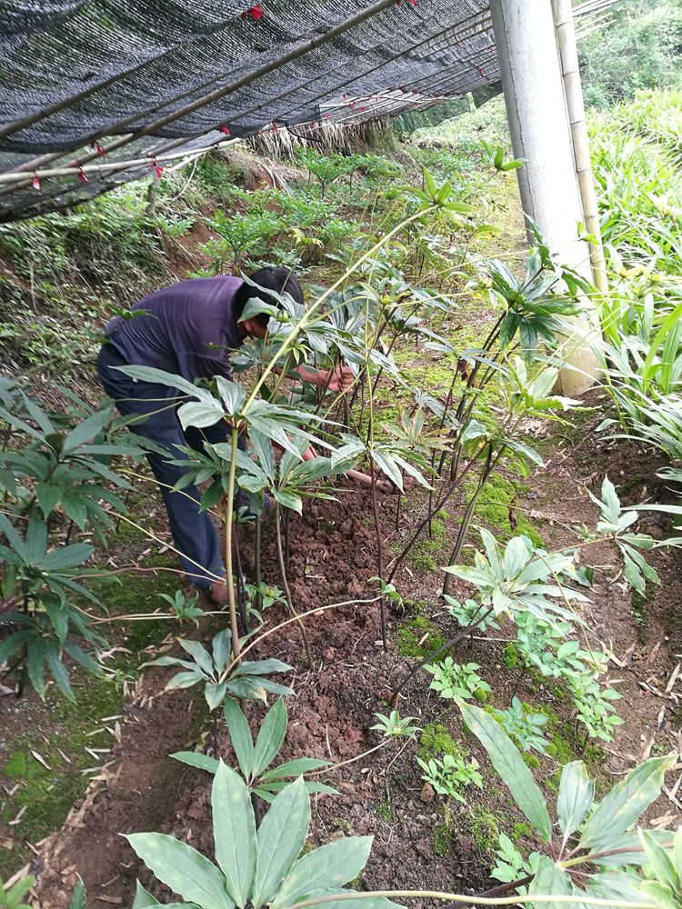 新鲜 野生湘重楼蚤休草河车七叶一枝花带叶独角莲带叶