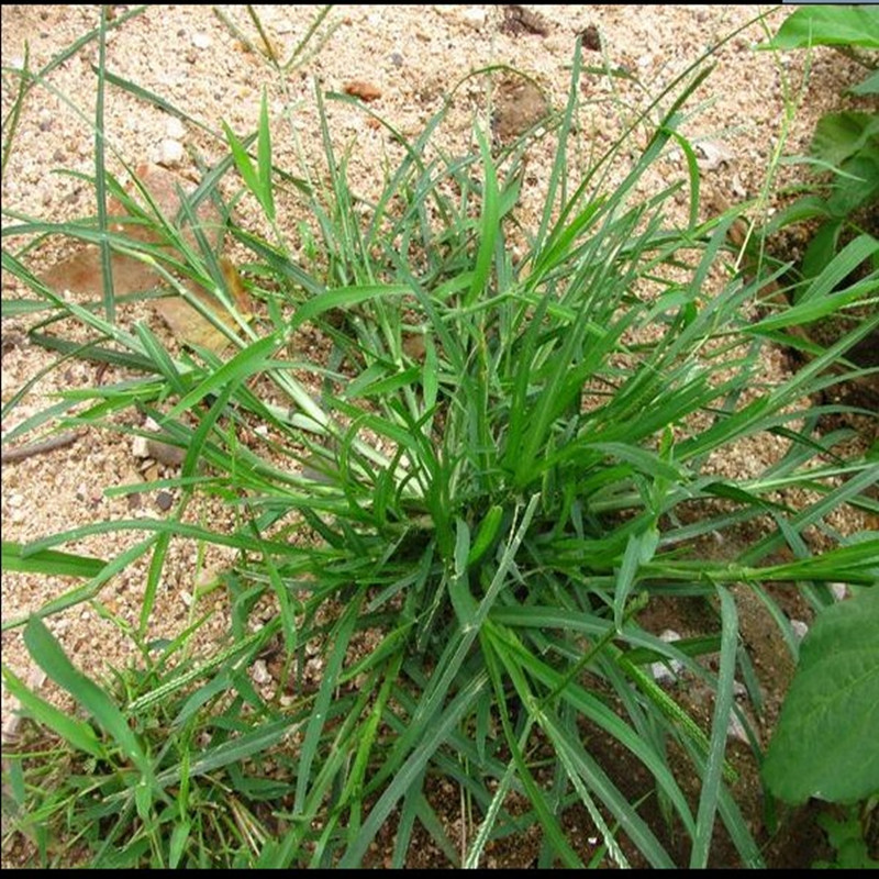 现采中草药新鲜野生牛筋草 千千踏 忝仔草 韧躬草 蟋蟀草 千人拔