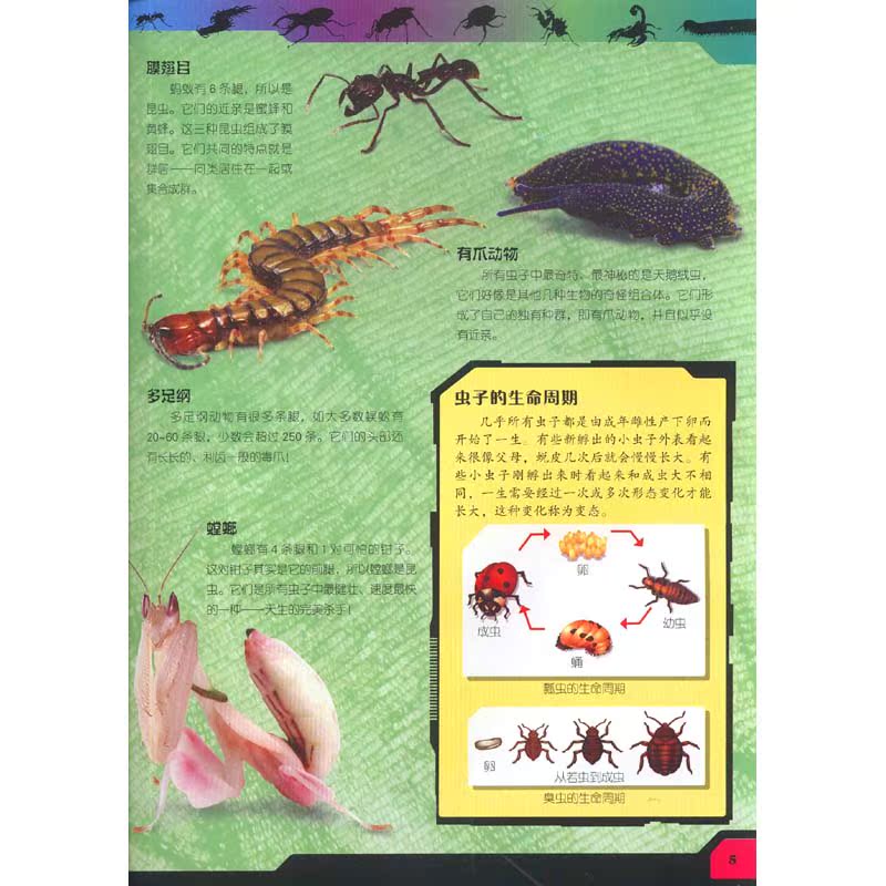 英国ticktock出版公司权威出品 儿童动物知识科学科普百科全书 昆虫