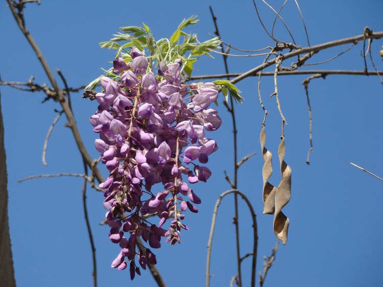 正品[葛花解酒]葛花解酒副作用评测 葛花解酒茶