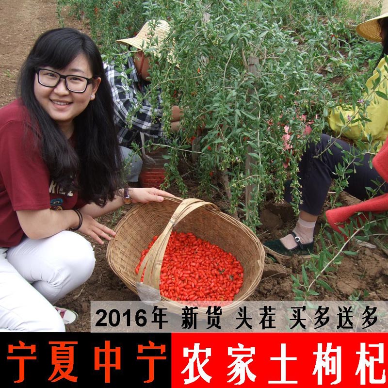 新货农家特产宁夏枸杞苟杞子中宁纯天然红构杞特级免洗枸枸500g