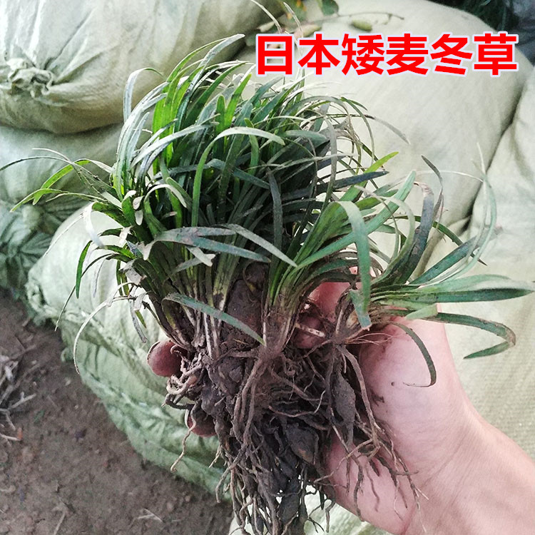 庭院绿化地被植物 麦冬草 金边麦冬草坪苗矮玉龙草日本矮麦冬盆栽