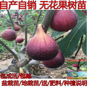 南方北方种植庭院当年结果阳台盆栽无花果苗 盆栽果树无花果树苗