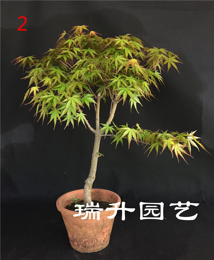 精品中大品日本唐枫盆景盆栽小品小叶红芽三角枫盆景实物销售图片