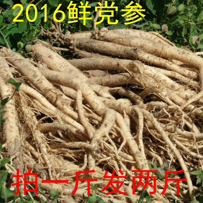 ２０１６最新采挖 特级甘肃渭源白条党参500克 农家自产野生无硫