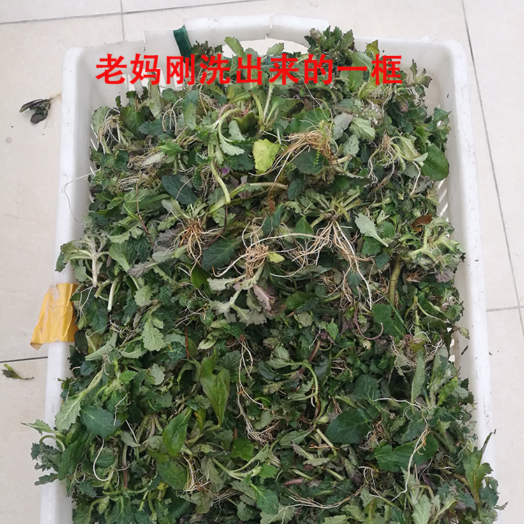 白毛夏枯草 过冬青 苦草 筋骨草 破血丹 石灰菜退血草