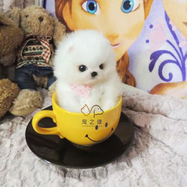 广州宠物狗 俊价犬 博美犬 狐狸狗 博美小狗 茶杯犬博美犬纯种狗