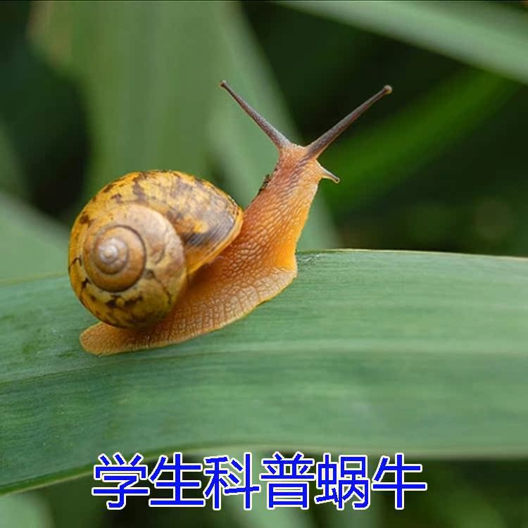 野生活体蜗牛 小蜗牛 学生科普蜗牛 学生观察课专用蜗牛 宠物蜗牛