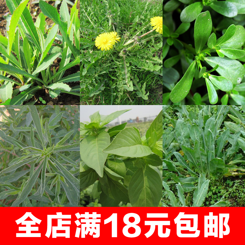 抗病板蓝根蒲公英大叶荆芥马齿苋面条菜曲麻菜野菜种子籽盆栽包邮