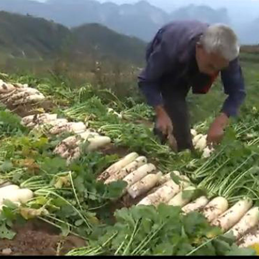 新鲜白萝卜芦菔 白萝卜叶子 蔬菜 五行蔬菜汤火锅12元/根