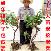 8年葡萄苗盆栽地栽葡萄树苗南方北方种植爬藤果树苗庭院四季水果