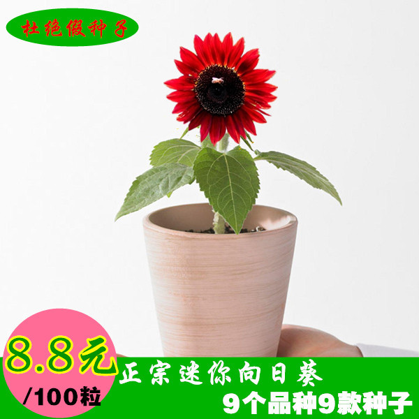 阳台花卉盆栽迷你观赏向日葵种子 高产食用瓜子矮向日葵花草种子