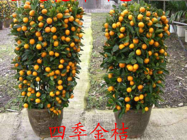 室内金桔树四季桔观赏小金橘树苗盆栽绿植金钱橘果树带果发货包邮