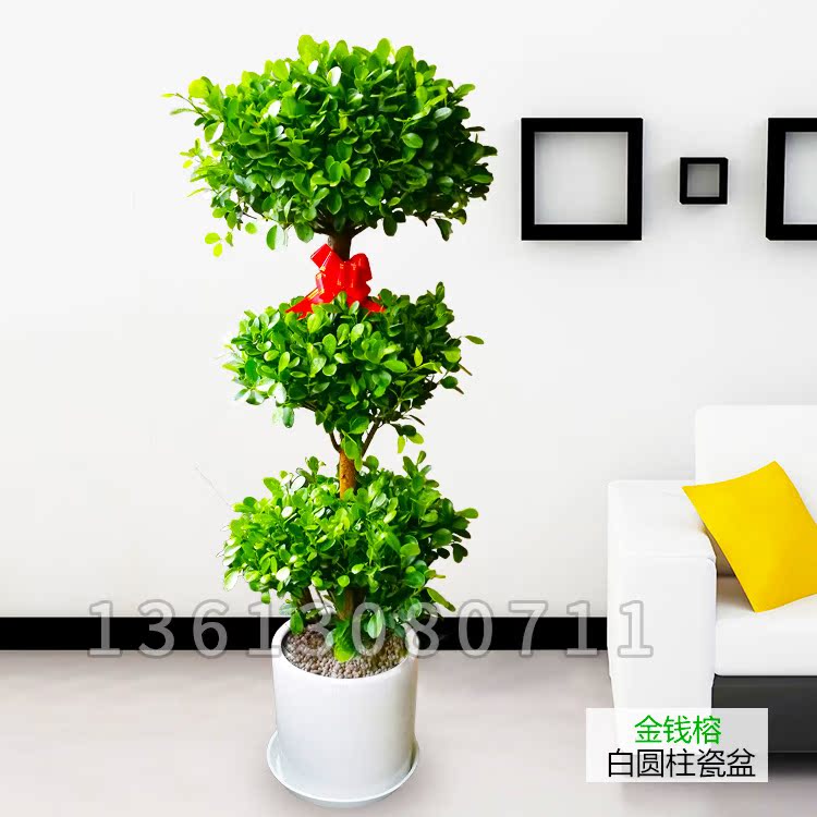 只做深圳大型三层金钱榕盆栽摇钱树室内客厅开业植物送礼榕树盆景