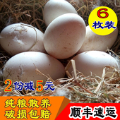 包邮 新鲜鹅蛋孕妇去胎毒笨鹅蛋纯天然草鹅蛋土鹅蛋顺丰 大鹅蛋