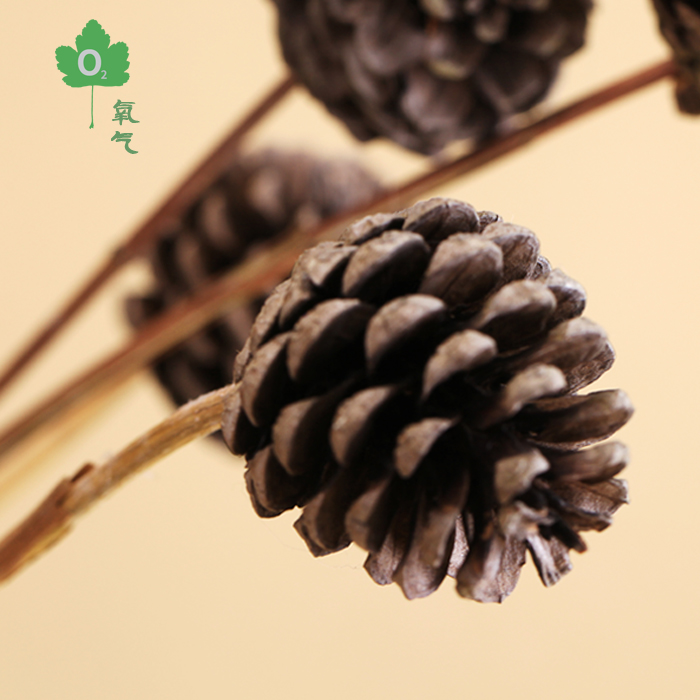 森系zakka天然松果杉树果干果干花复古网店拍摄拍照道具