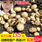 包邮 农家自种蔬菜小洋芋马铃薯红皮黄心小土豆 云南新鲜小土豆9斤