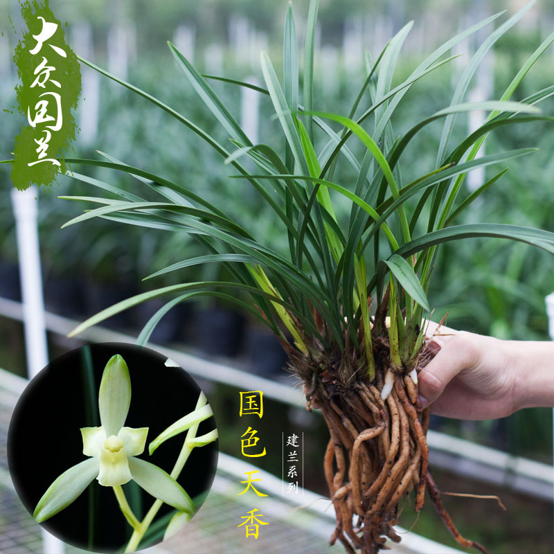 兰花苗建兰四季兰 国色天香 绿植花卉苗盆栽观花客厅兰花观花植物