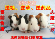 包邮 自家繁殖荷镭贾砘钐灞Ρ﹄嗍蠡钐逄祗檬蠹已健康包活江浙沪皖