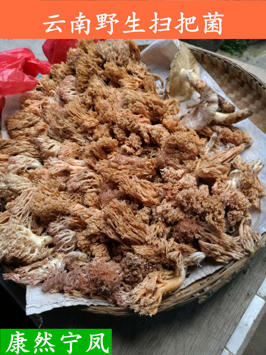 野生刷把菌鸡爪菌珊瑚菌扫帚菌鹿茸菌青川农家土特产干货刷巴蘑菇
