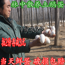 包邮 新鲜鹅蛋正宗处子纯天然原生态散养当天农家土鹅蛋孕妇去胎毒