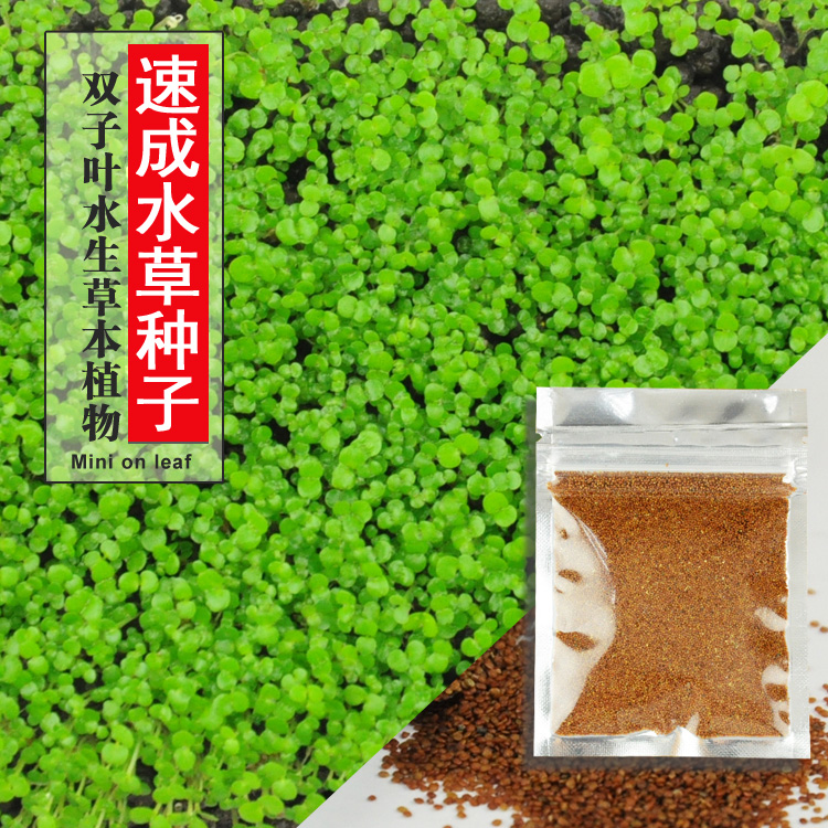 正品[水草珊瑚莫丝莫斯]珊瑚莫丝评测 怎样种珊