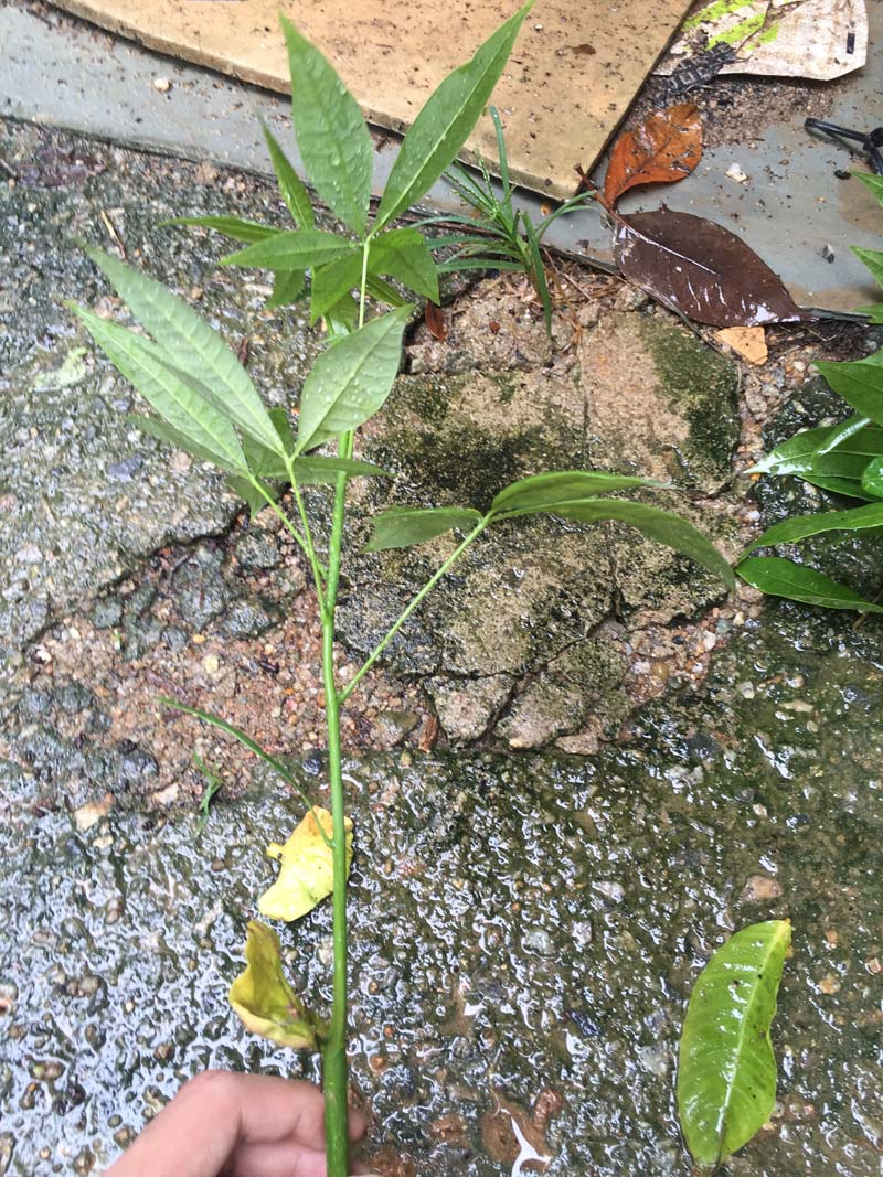 特价发财树小苗盆栽五辫子发财树家居绿植办公室桌面室内摆设