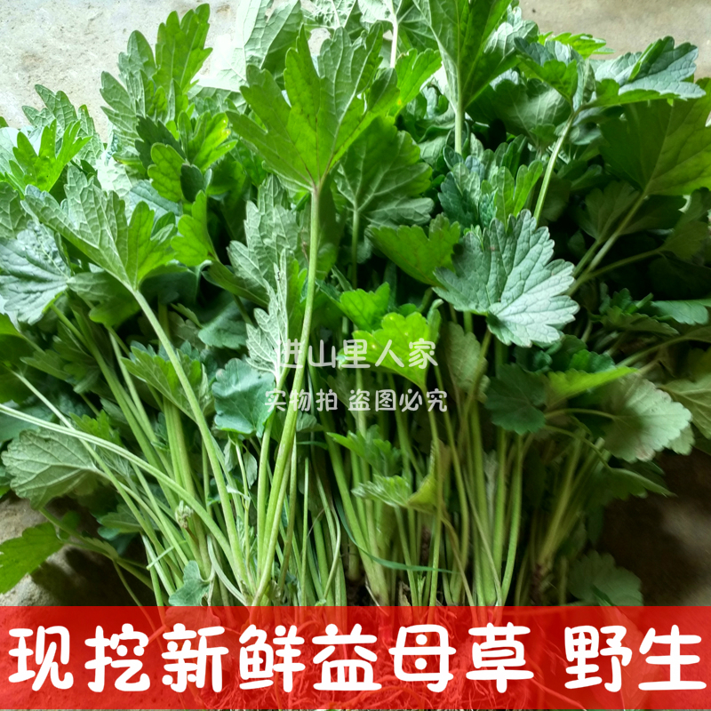 新鲜益母草野生现挖 嫩坤草天然野菜 益母草晒干 益母草种子嫩苗