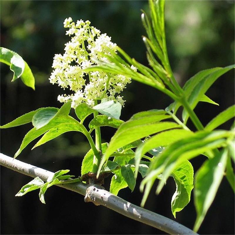 野生植物盆栽 刺黄连 三颗针 中药材树苗室内外种植 园艺 庭院苗