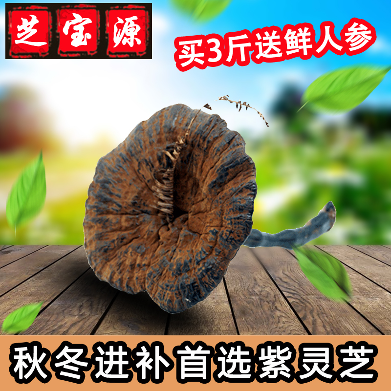 云南野生紫灵芝 深山纯天然特级带孢子粉整枝林芝正品可切片包邮