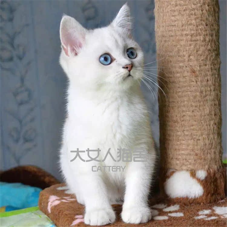 纯白英短 英国短毛猫家养活体幼猫宠物猫纯白色猫咪 纯种英短纯白