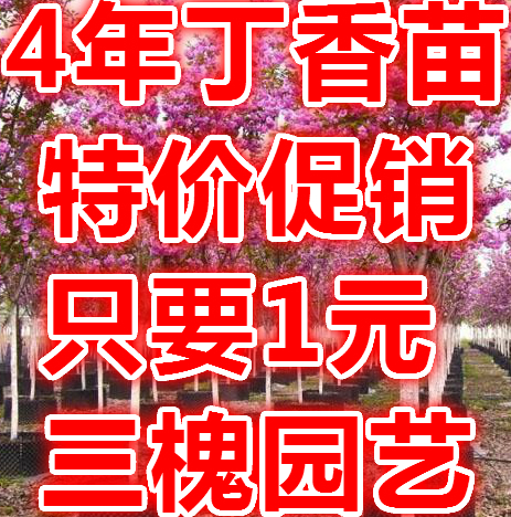丁香花苗庭院盆栽地栽植物绿化树苗紫丁香花卉苗丁香花树苗丁香苗