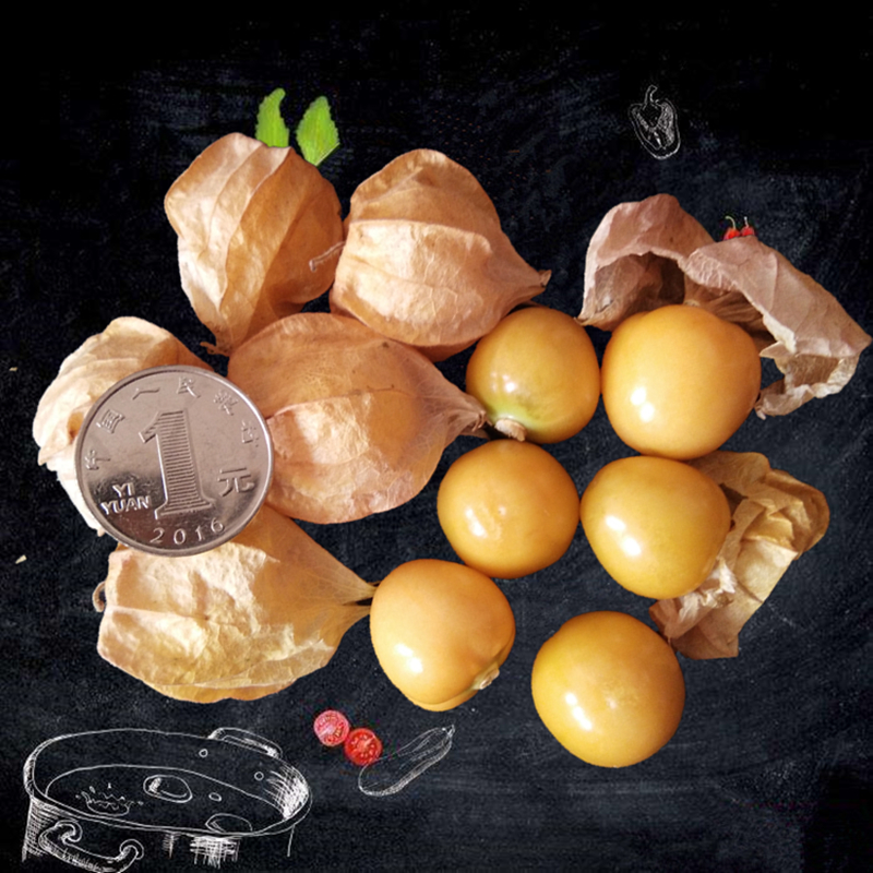 东北新鲜大姑娘果 花姑娘水果 菇娘果灯笼果黄姑娘菇凉果当季水果