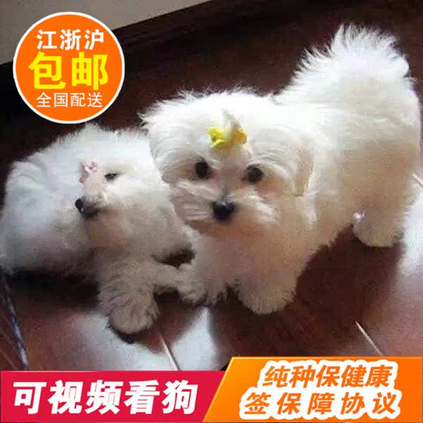 基地出售马尔济斯 纯种活体长毛西施幼犬小型犬 白色狗狗