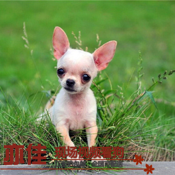 出售纯种吉娃娃幼犬短长毛赛级血统活体茶杯超小家养精品宠物狗