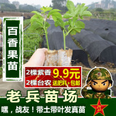 百香果苗树苗满天星紫香一号台农百香果苗盆栽当年结果广西发货