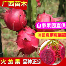 火龙果苗大红龙桂红龙金都一号火龙果苗水果树苗盆栽地栽当年结果