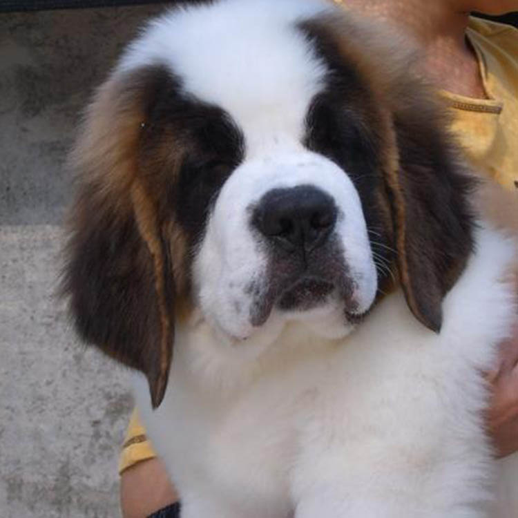 泰迪犬宠物纯种茶杯幼犬出售棕色超小体玩具型贵宾犬家养活体狗狗
