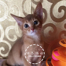 宠物小猫咪 阿比西尼亚猫活体幼猫栗色红色纯种阿比猫壁虎猫_双氙车灯