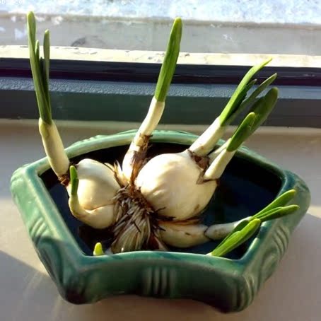 室内客厅桌面盆栽水培水仙花苗 水仙花球套餐天葱雅蒜