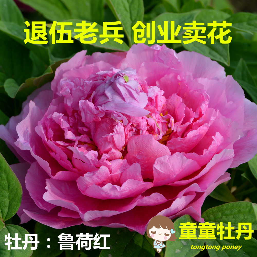童童牡丹花苗 鲁荷红 菏泽洛阳牡丹花苗五年大苗当年开花盆栽