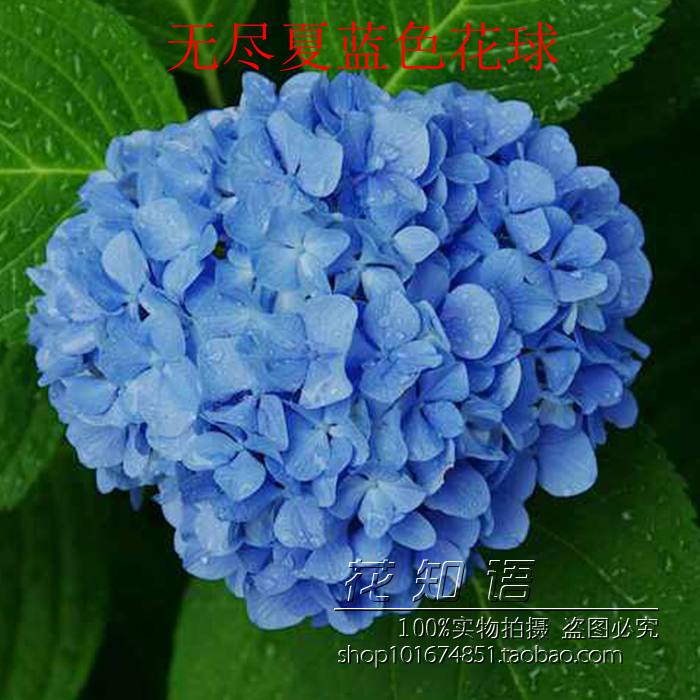 阳台花卉盆栽绿植庭院无尽夏八仙绣球花苗四季开花八仙花