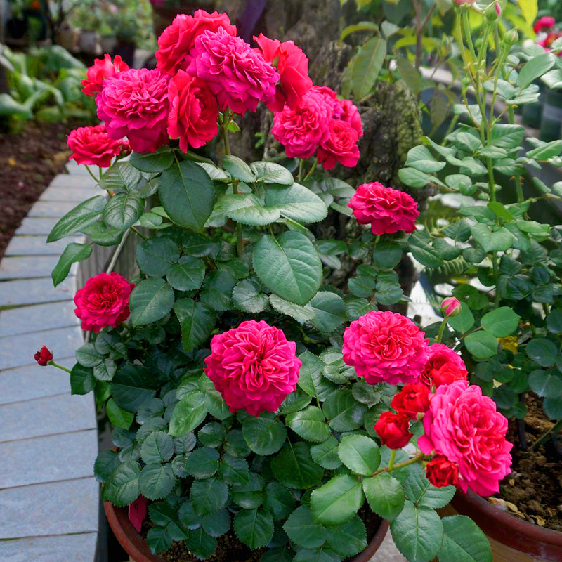 欧月灌木月季红达庭院四季开花 红色达芬奇 月季盆栽蔷薇玫瑰花